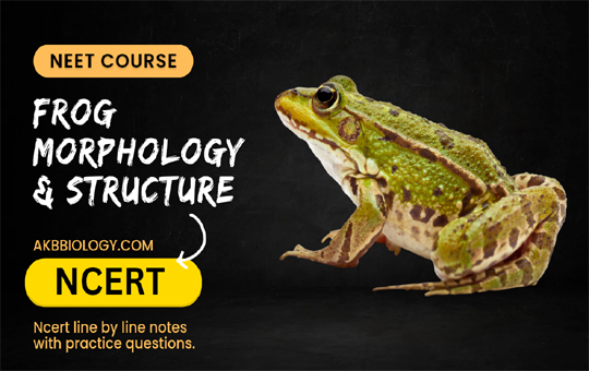 Frog-Morphology & Anatomy